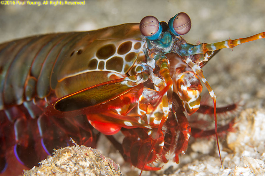 Mantis Shrimp Punch Slow Motion